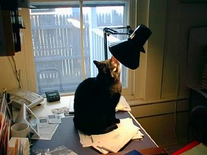 pid40301.jpg (10369 bytes)