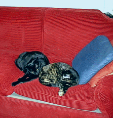 wpe3.gif (31829 bytes)
