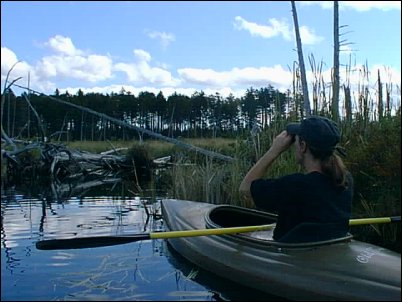 maine-2003-11.jpg (33090 bytes)