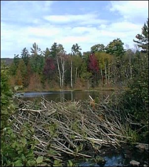 maine-2003-5.jpg (33721 bytes)